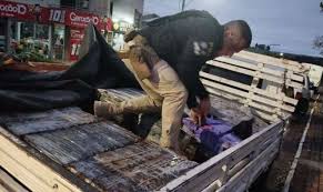 Traficantes são presos na Região com mais de meia tonelada de maconha numa caminhonete