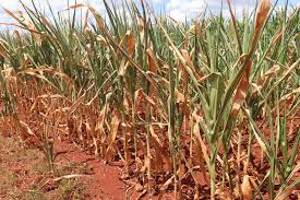 Estiagem se instala no Rio Grande do Sul e tendência é de agravamento no curto prazo